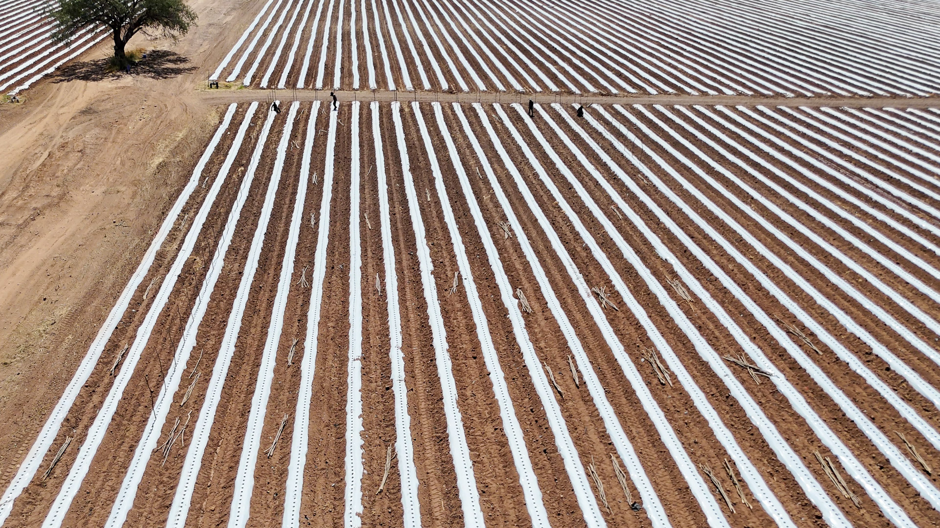 007-20240923140424-MavMiniPro4-Hermisillo Fields (8)-1