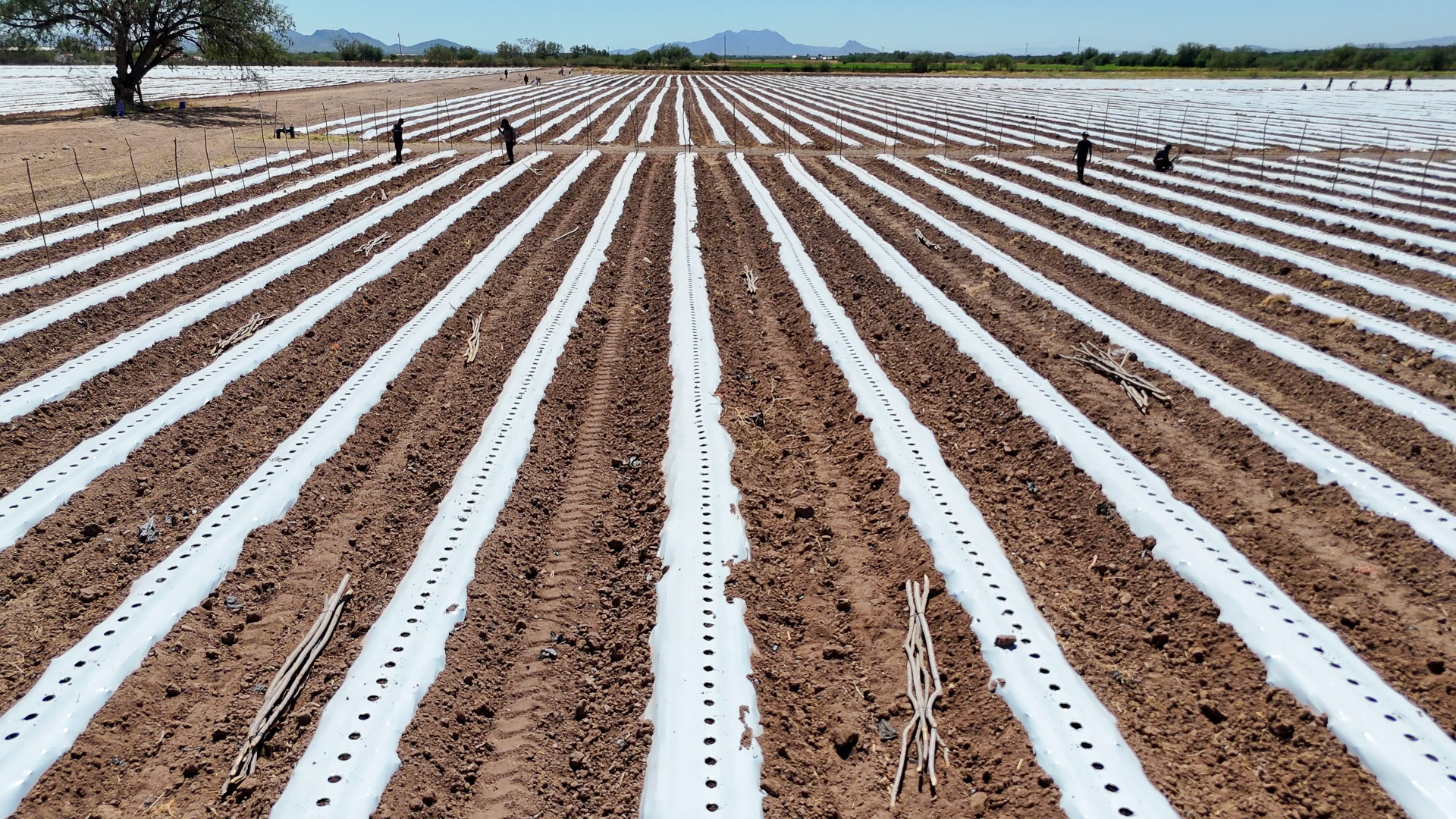 008-20240923140424-MavMiniPro4-Hermisillo Fields (8)-2