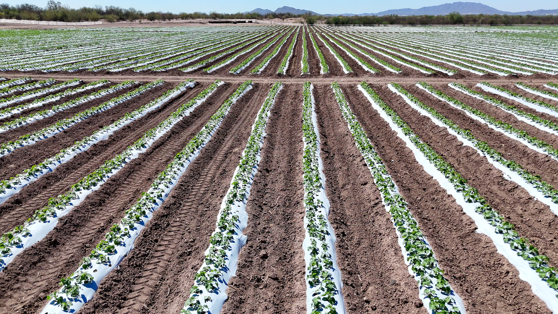 009-20240923124939-MavMiniPro4-Hermisillo Fields (2)-4