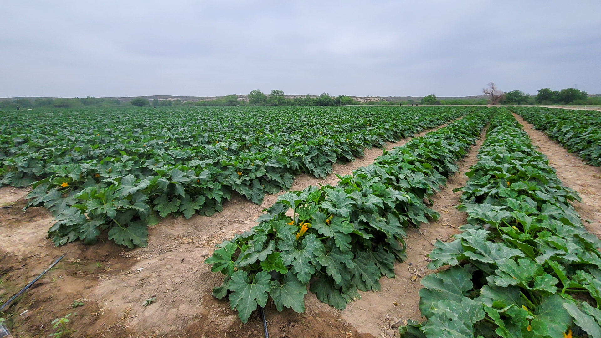 004-20210427103704-TJB-20210427_103704