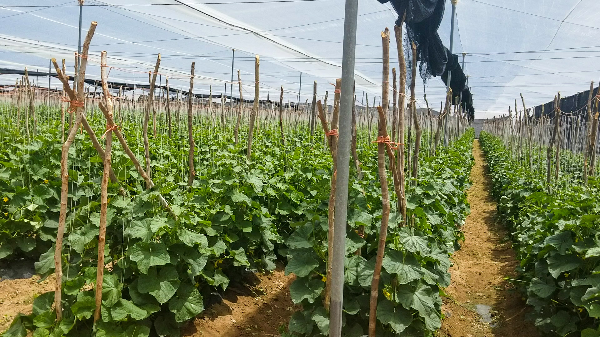 006-20200606112402-TJB-20200606_112346-1