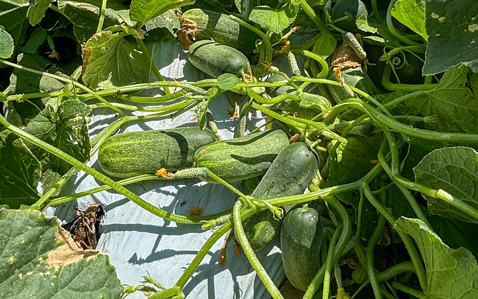 007-20240920135703-MXIzzy-IMG_6926